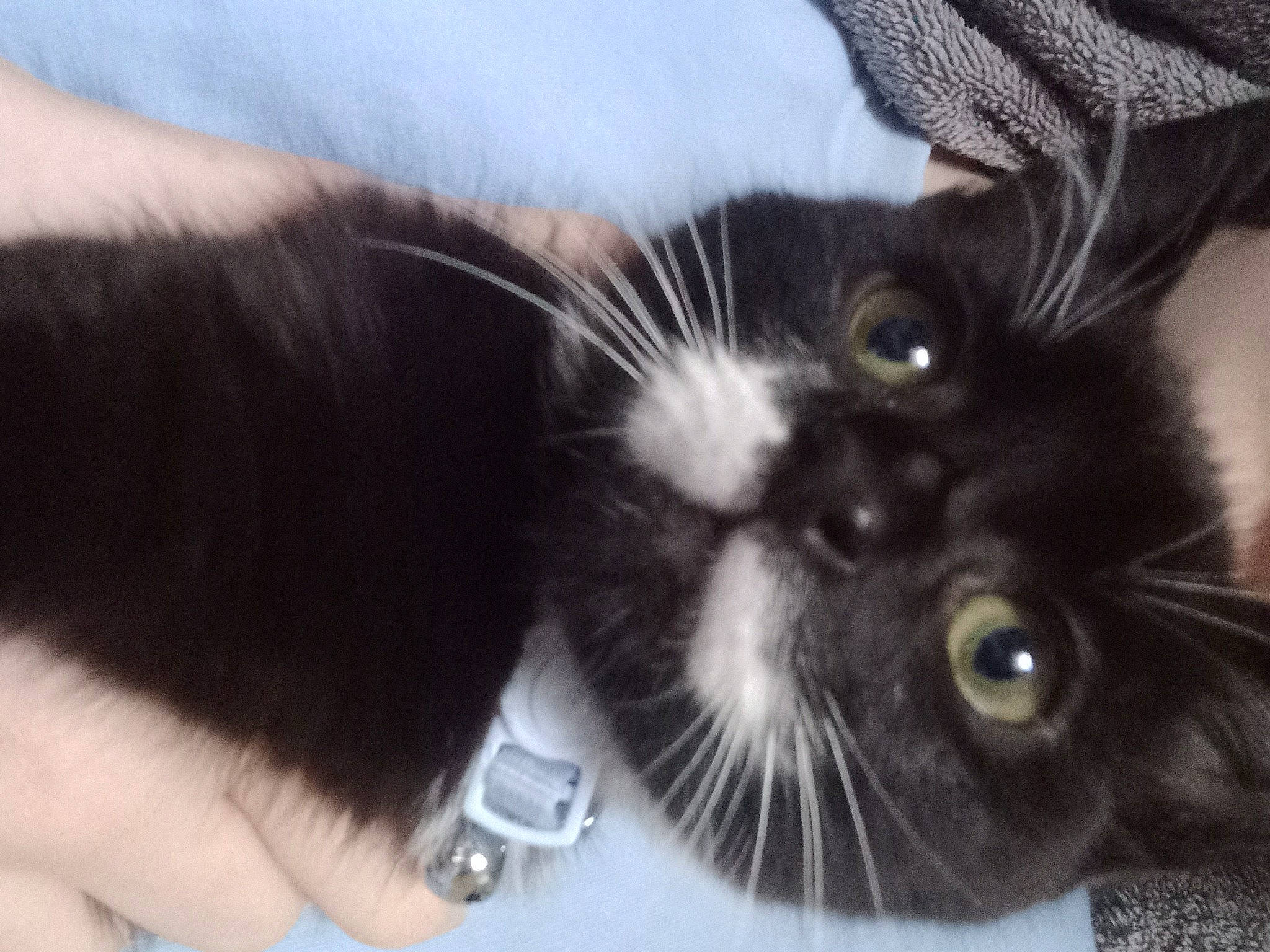 Basil joined the competition — help win amazing prizes! black_cat, carnivore, cat, claw, comfort, domestic_short_haired_cat, ear, eye, felidae, foot, fur, iris, jewellery, paw, small_to_medium_sized_cats, snout, tail, whiskers