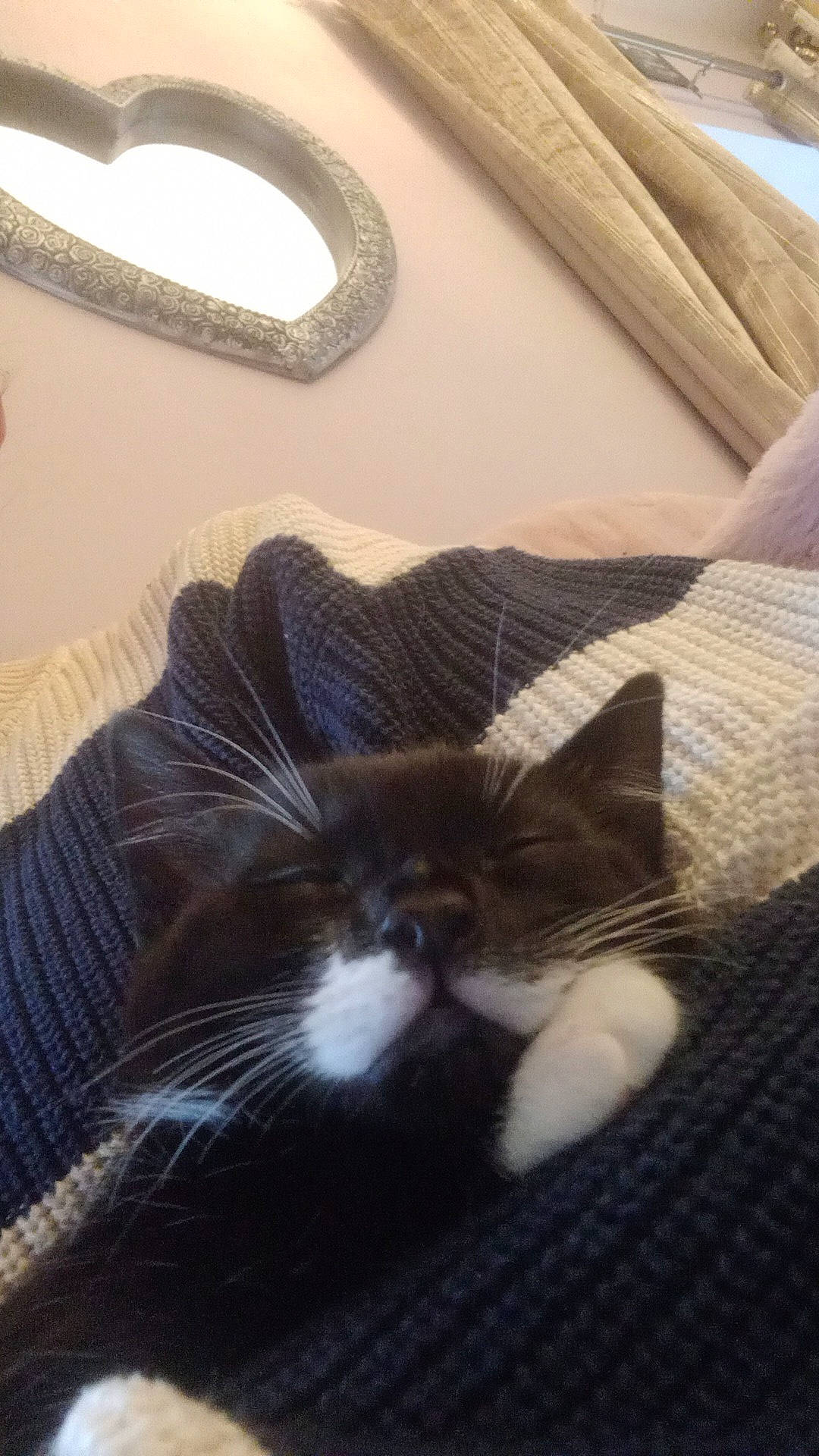 Basil joined the competition — help win amazing prizes! bed, bedding, carnivore, cat, comfort, couch, domestic_short_haired_cat, felidae, flooring, fur, hardwood, human_leg, linens, living_room, paw, room, small_to_medium_sized_cats, tail, whiskers, wood