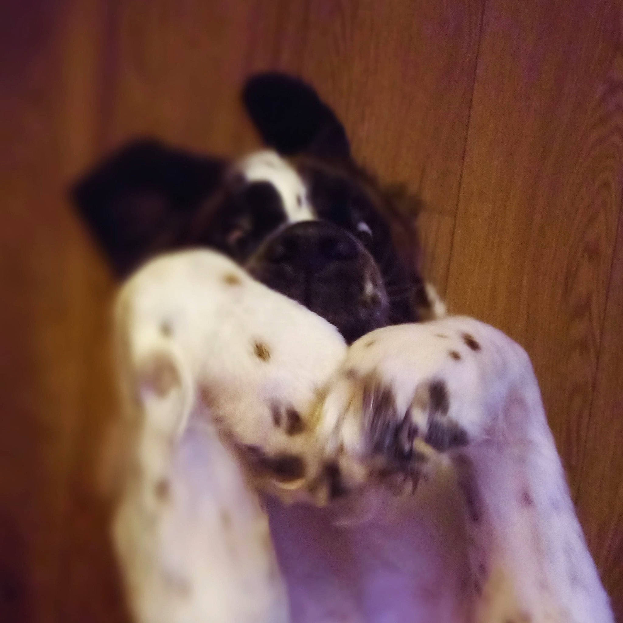 Peggy is registered to the contest to win money with this photo: canidae, carnivore, cloud, companion_dog, dog, dog_breed, fawn, fur, hardwood, non_sporting_group, paw, pet_supply, snout, sporting_group, tail, terrestrial_animal, toy, whiskers, wood, working_animal