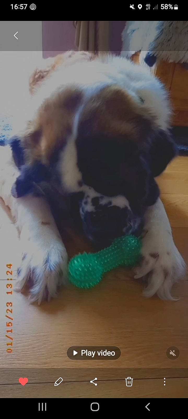 Peggy joined the competition — help win amazing prizes! carnivore, cat_supply, companion_dog, dog, dog_breed, dog_supply, fawn, flooring, fur, hardwood, liver, paw, pet_supply, snout, sporting_group, tail, toy_dog, wool, woolen, working_animal