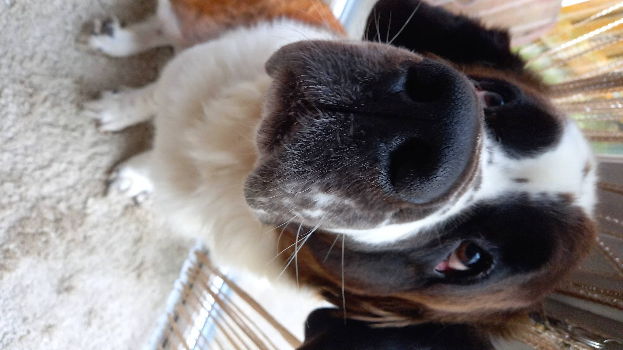 Peggy joined the competition — help win amazing prizes! canidae, carnivore, collar, companion_dog, dog, dog_breed, ear, fawn, fur, liver, paw, pet_supply, snout, sporting_group, terrestrial_animal, whiskers, working_animal