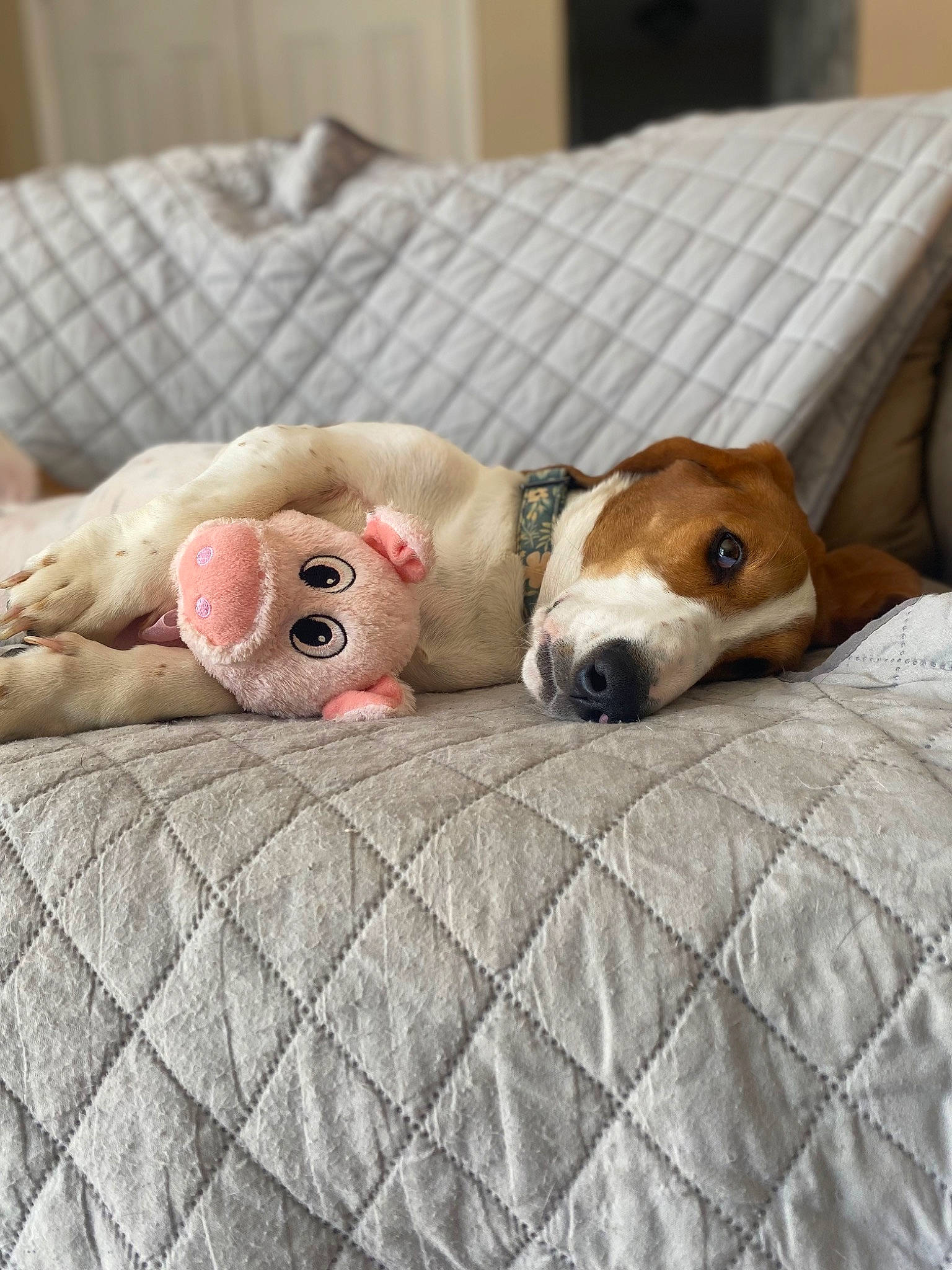 Daisey joined the competition — help win amazing prizes! bedding, carnivore, comfort, companion_dog, couch, dog, dog_breed, dog_supply, fawn, flooring, fur, linens, plush, snout, sporting_group, stuffed_toy, teddy_bear, toy, wood, working_animal