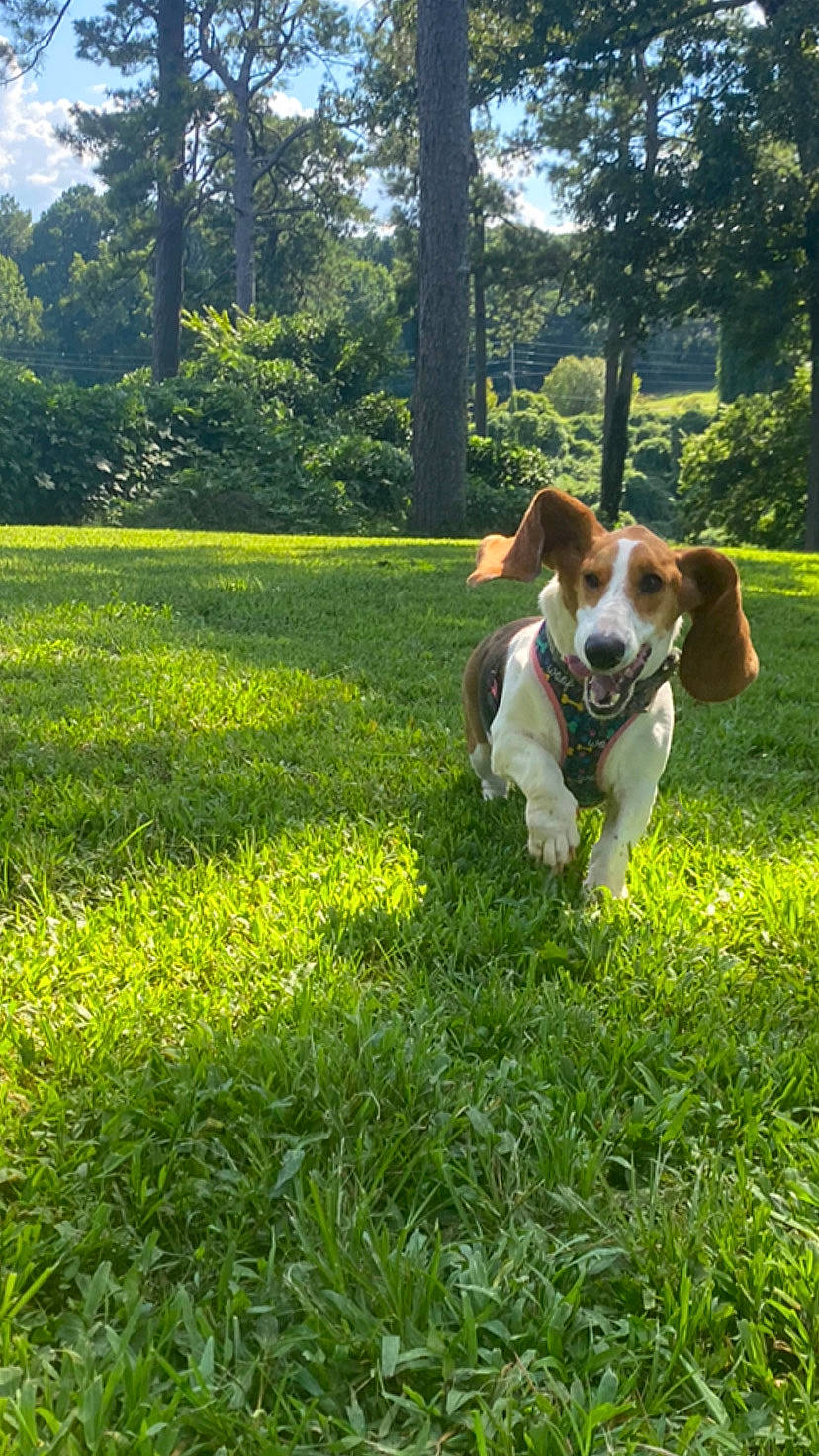 Daisey joined the competition — help win amazing prizes! canidae, carnivore, companion_dog, dog, dog_breed, fawn, grass, grassland, groundcover, hound, lawn, meadow, natural_landscape, pasture, people_in_nature, plant, sky, sporting_group, tail, tree