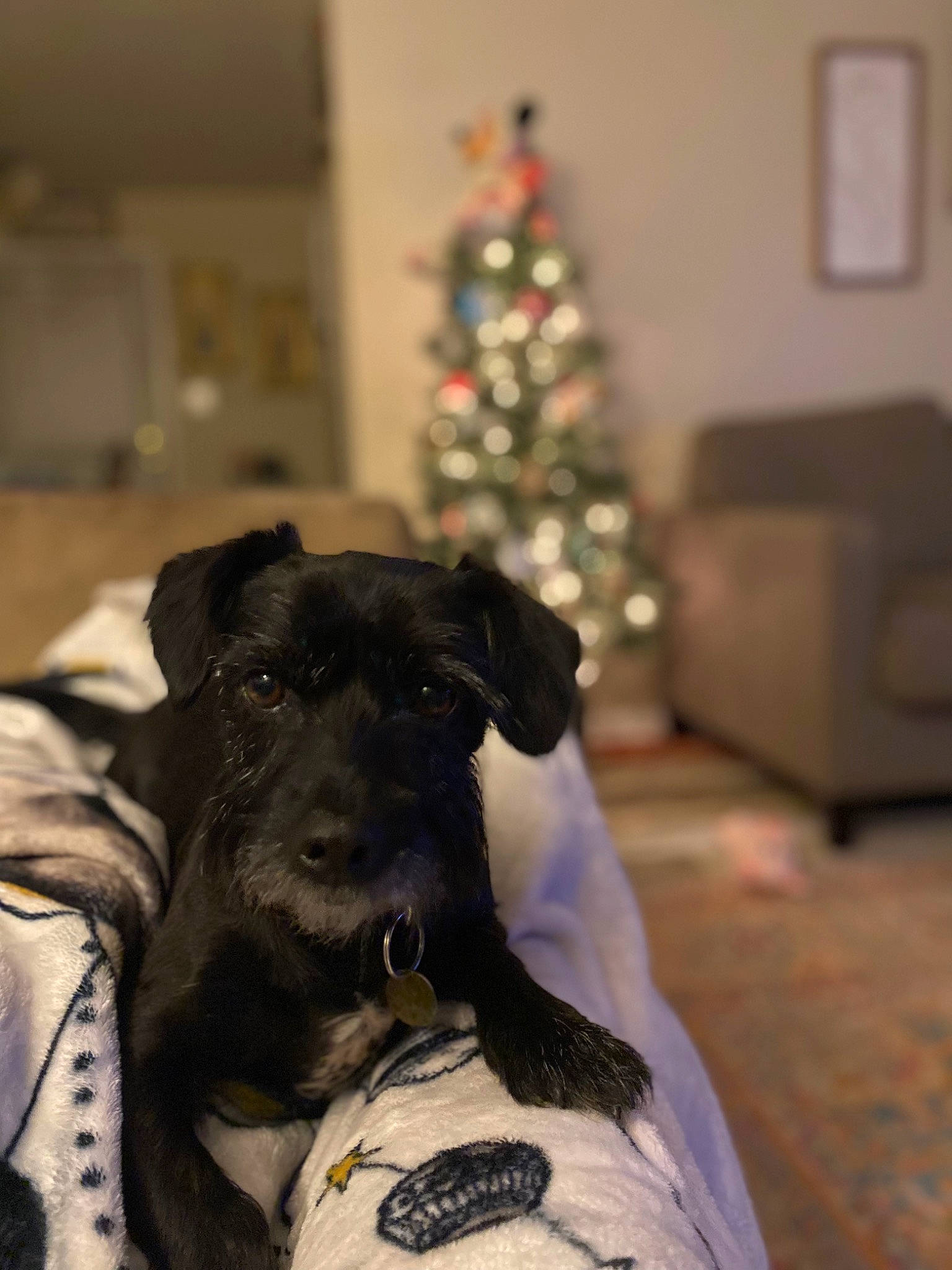 Riley is registered to the contest to win money with this photo: carnivore, christmas, christmas_tree, collar, comfort, companion_dog, conifer, couch, dog, dog_breed, dog_collar, event, fawn, fur, guard_dog, ornament, snout, television, whiskers, working_animal