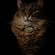 Simba a rejoint le concours — aidez-le/la à gagner de superbes lots ! cat, fluffy, portrait, animal, feline, whiskers, eyes, dark_background, closeup, pet, mammal, fur, domestic_cat, beautiful, majestic, soft_light, cute, alert, calm
