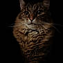 cat, fluffy, portrait, animal, feline, whiskers, eyes, dark_background, closeup, pet, mammal, fur, domestic_cat, beautiful, majestic, soft_light, cute, alert, calm