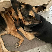 Daisy Bruno joined the competition — help win amazing prizes! animal, black, brown, close_up, companions, cute, dog, ears, floor, fur, german_shepherd, indoor, mat, pet, resting, sleeping, snuggling, tile, two_dogs, wooden_furniture