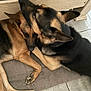 animal, black, brown, close_up, companions, cute, dog, ears, floor, fur, german_shepherd, indoor, mat, pet, resting, sleeping, snuggling, tile, two_dogs, wooden_furniture