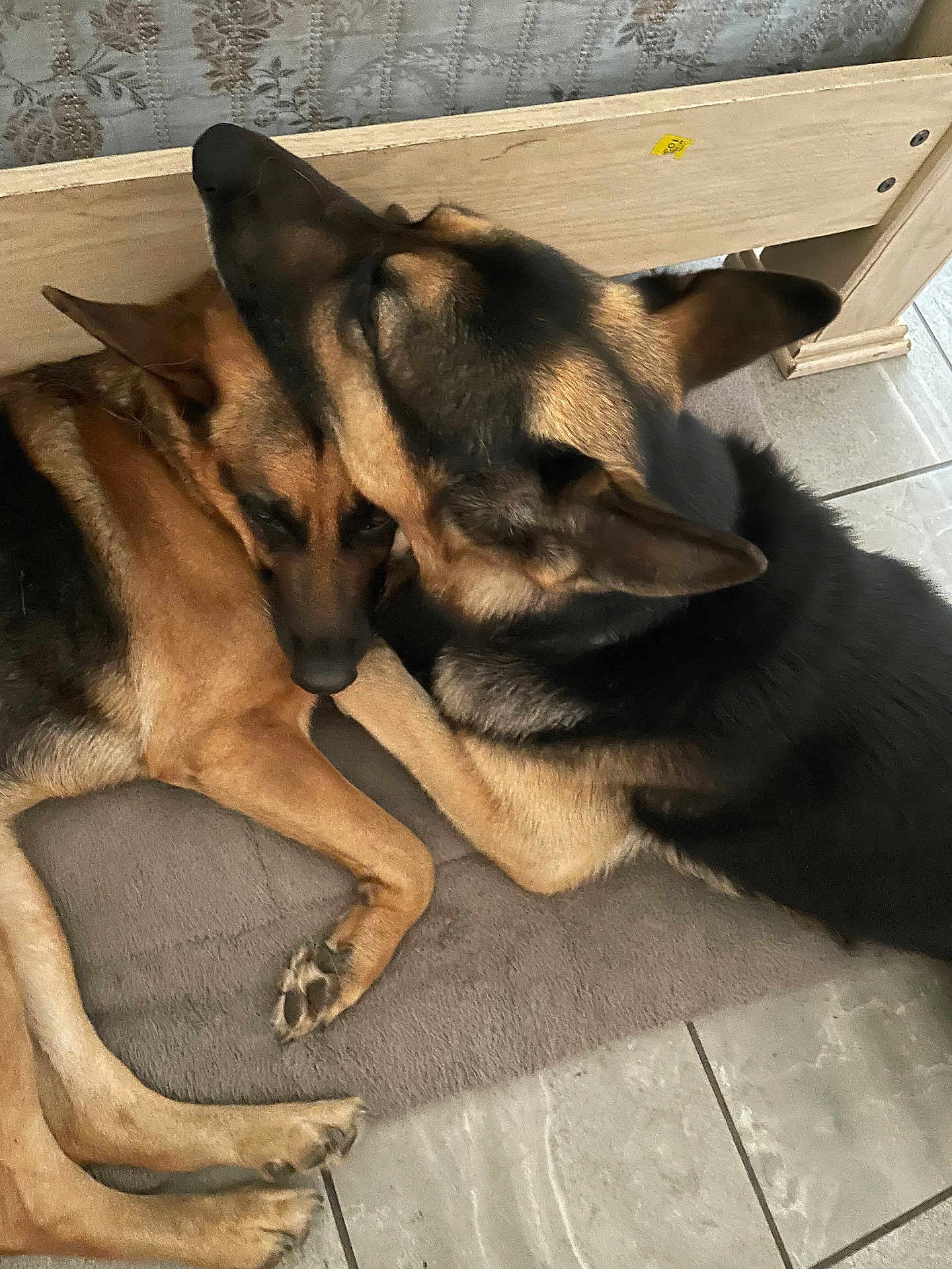 Daisy Bruno joined the competition — help win amazing prizes! animal, black, brown, close_up, companions, cute, dog, ears, floor, fur, german_shepherd, indoor, mat, pet, resting, sleeping, snuggling, tile, two_dogs, wooden_furniture