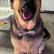 Bruno is registered to the contest to win money with this photo: dog, german_shepherd, bow_tie, pet, animal, indoor, concrete_floor, plastic_chair, happy, tongue_out, sitting, fur, ears, collar, chain, muzzle, black_and_tan, face, paw, canine