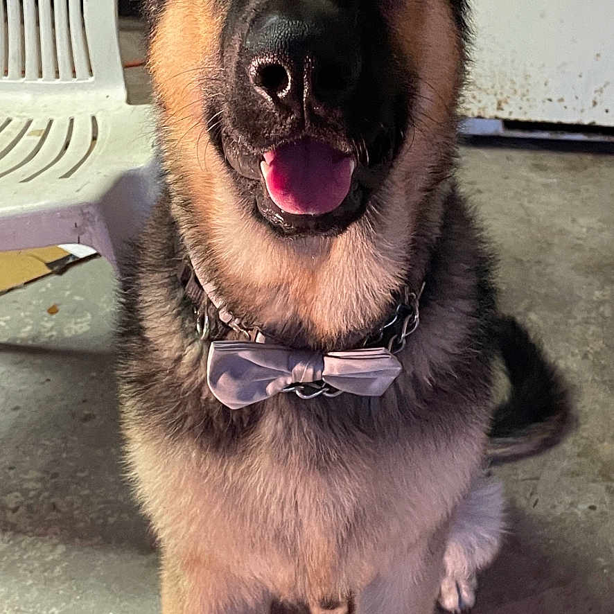 Bruno is registered to the contest to win money with this photo: animal, black_and_tan, bow_tie, canine, chain, collar, concrete_floor, dog, ears, face, fur, german_shepherd, happy, indoor, muzzle, paw, pet, plastic_chair, sitting, tongue_out