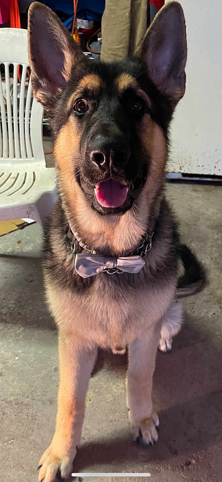Bruno is registered to the contest to win money with this photo: dog, german_shepherd, bow_tie, pet, animal, indoor, concrete_floor, plastic_chair, happy, tongue_out, sitting, fur, ears, collar, chain, muzzle, black_and_tan, face, paw, canine