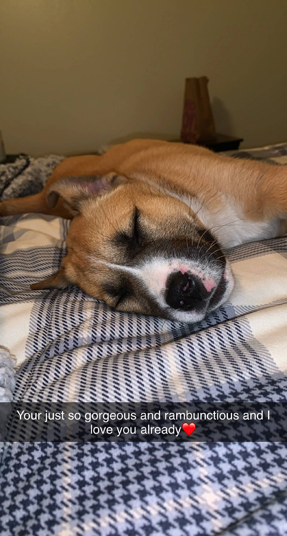 Harvey Mae is registered to the contest to win money with this photo: canidae, carnivore, comfort, companion_dog, dog, dog_breed, fawn, flooring, font, fur, linens, nap, non_sporting_group, photo_caption, sleep, snout, sporting_group, tableware, terrestrial_animal, whiskers