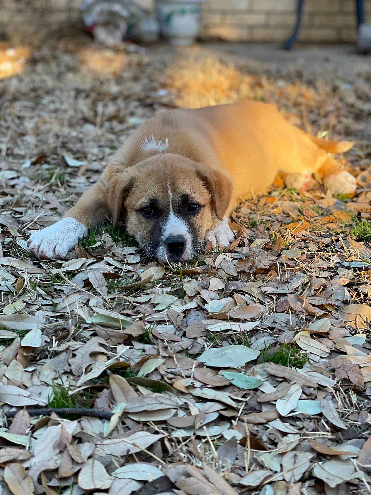 Harvey Mae is registered to the contest to win money with this photo: autumn, canidae, carnivore, companion_dog, dog, dog_breed, fawn, flooring, fur, grass, groundcover, plant, puppy, rock, snout, soil, sporting_group, terrestrial_animal, wildlife, wood