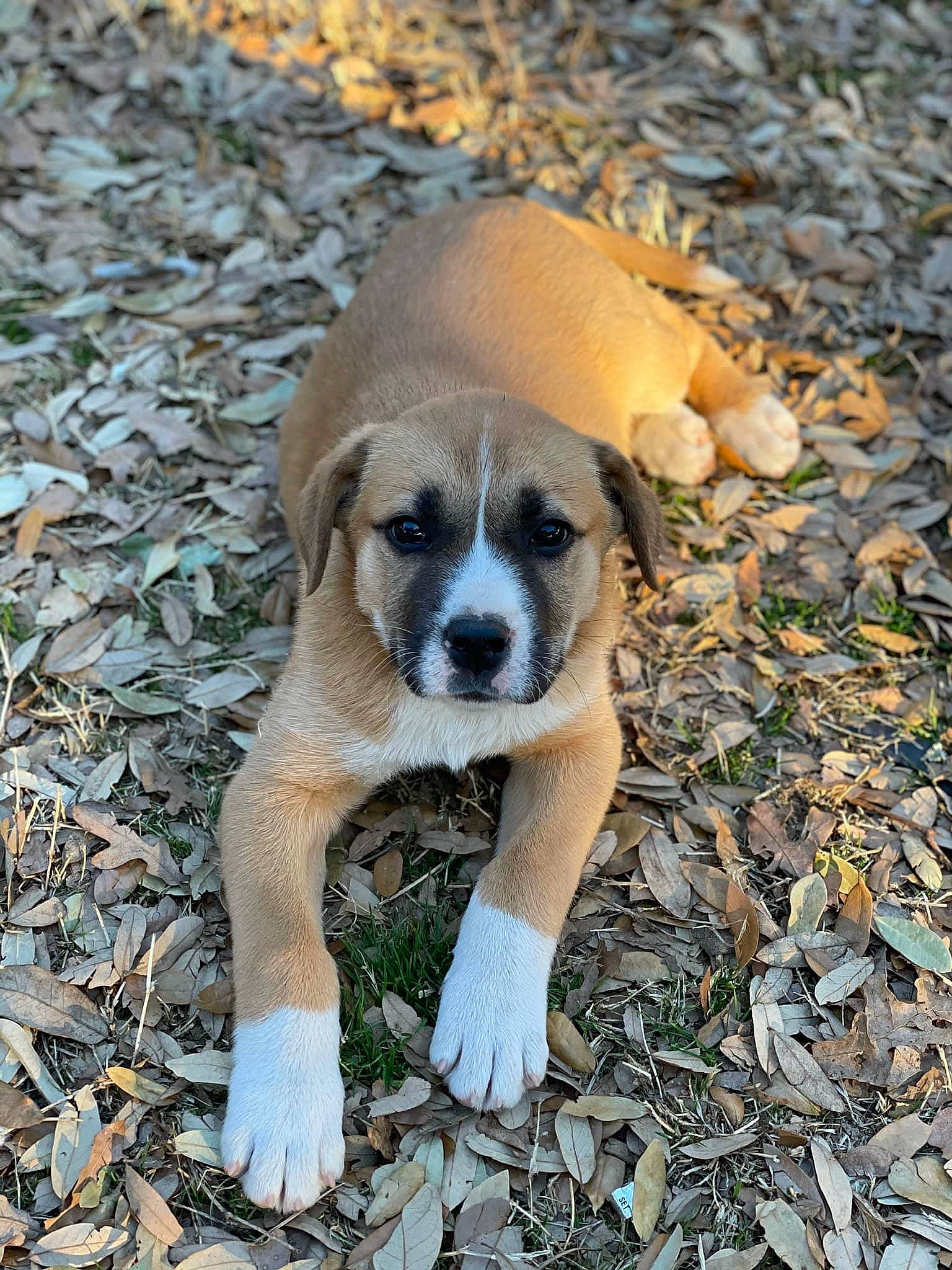 Harvey Mae joined the competition — help win amazing prizes! canidae, carnivore, companion_dog, dog, dog_breed, fawn, fur, grass, organism, paw, plant, rock, snout, soil, sporting_group, tail, terrestrial_animal, toy_dog, wildlife, working_animal