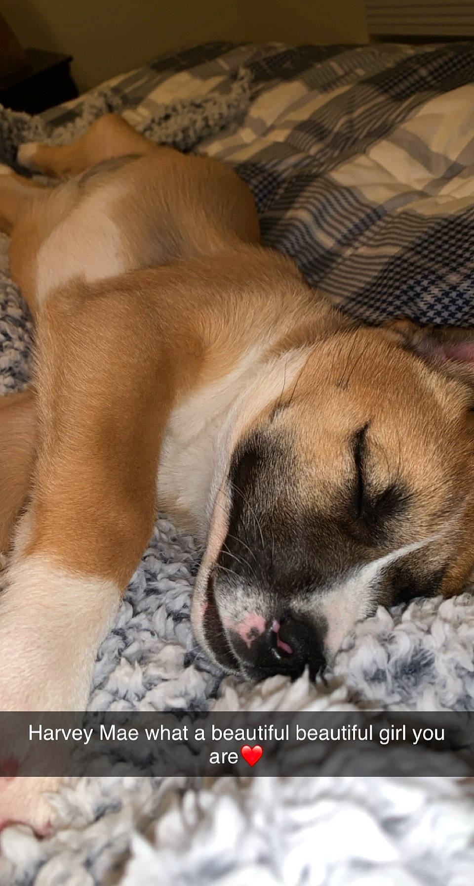 Harvey Mae joined the competition — help win amazing prizes! bored, canidae, carnivore, comfort, companion_dog, dog, dog_breed, fawn, font, fur, linens, nap, paw, photo_caption, sleep, snout, sporting_group, terrestrial_animal, whiskers, wrinkle