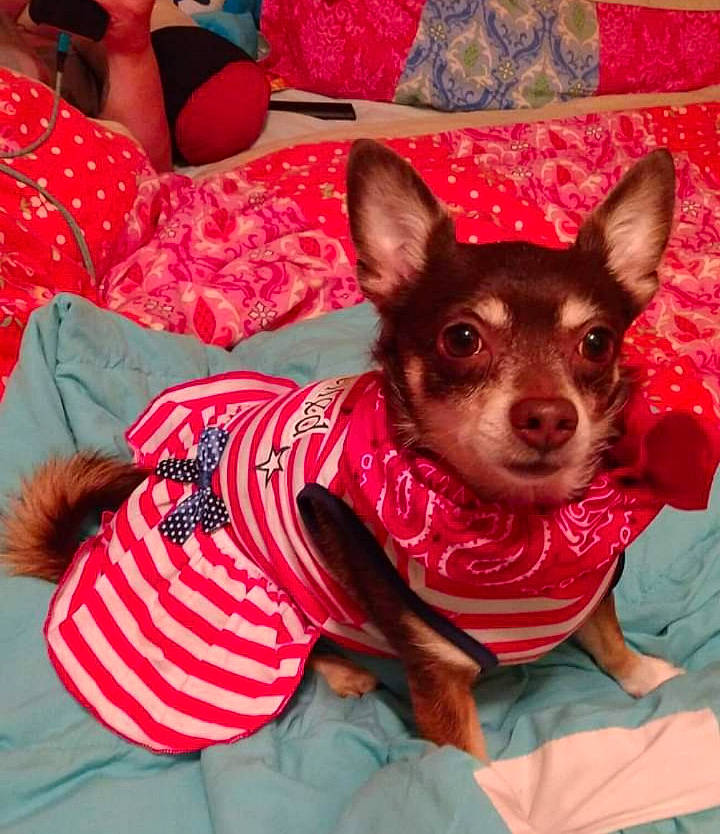 Callie joined the competition — help win amazing prizes! canidae, carnivore, comfort, companion_dog, dog, dog_breed, dog_supply, fawn, fur, linens, magenta, pattern, pink, prazsky_krysarik, sleeve, snout, sporting_group, toy_dog, whiskers, working_animal