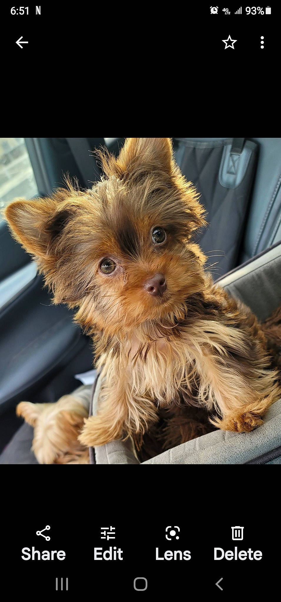 Izzy is registered to the contest to win money with this photo: biewer_terrier, carnivore, companion_dog, dog, dog_breed, dog_supply, fawn, fur, liver, small_terrier, snout, sporting_group, terrestrial_animal, terrier, toy_dog, working_animal, working_terrier, yorkipoo, yorkshire_terrier