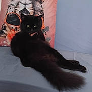 Mister participe au concours pour gagner de l'argent avec cette photo : animal_face, animal_print, black_cat, blue_sofa, cat, cute, decorative_pillow, domestic_cat, feline, fluffy_tail, house_pet, indoor, leopard_print, orange_sunglasses, pet, pillow, relaxing, resting, sofa, wooden_floor