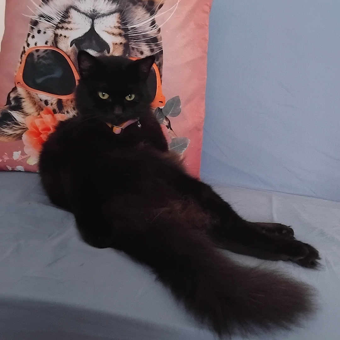 Mister