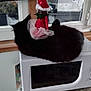 black_cat, cat, microwave, window, curtain, christmas_hat, holiday, indoor, feline, pet, resting, sleeping, appliance, table, decor, home, cozy, animal, cute, festive