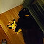 Mister a rejoint le concours — aidez-le/la à gagner de superbes lots ! black_cat, cat, plush_toy, pikachu, toy, wooden_floor, footwear, sandal, foot, indoor, pet, animal, floor, furry, sleeping_cat, yellow_toy, soft_toy, pet_toy, domestic_cat, resting