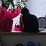 cat, black_cat, plant, flower, windowsill, clock, indoor, household_items, toy, curious, pet, feline, shadow, window, decor, sitting, still_life, blurred_background, home, cozy