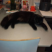 Mister participe au concours pour gagner de l'argent avec cette photo : appliance, black_cat, bottle, cat, chair, container, counter, cup, domestic_animal, food_container, fur, household, indoor, kitchen, nap, pet, relaxed, sprawled, table, window
