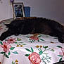 Mister participe au concours pour gagner de l'argent avec cette photo : cat, black_cat, table, tablecloth, floral_pattern, sleeping, indoor, pet, furniture, cushion, photo_frame, cozy, resting, animal, domestic, quiet, shadow, corner, relaxation, soft_lighting