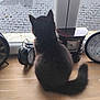cat, black_cat, windowsill, window, rain, raindrops, clocks, wooden_surface, indoor, pet, animal, feline, tail, back_view, vintage, timepiece, gazing, quiet, cozy, rainy_day