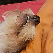 Mumu participe au concours pour gagner de l'argent avec cette photo : dog, pet, bed, bedding, orange, red, fur, teeth, sleeping, resting, cozy, indoor, animal, cute, scruffy, close_up, nose, mouth, whiskers, relaxed