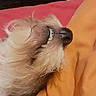 dog, pet, bed, bedding, orange, red, fur, teeth, sleeping, resting, cozy, indoor, animal, cute, scruffy, close_up, nose, mouth, whiskers, relaxed
