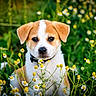 animal, collar, cute, dog, field, fur, grass, greenery, nature, outdoor, pet, portrait, puppy, small_dog, spring, summer, white_flowers, wildflowers, yellow_flowers, young