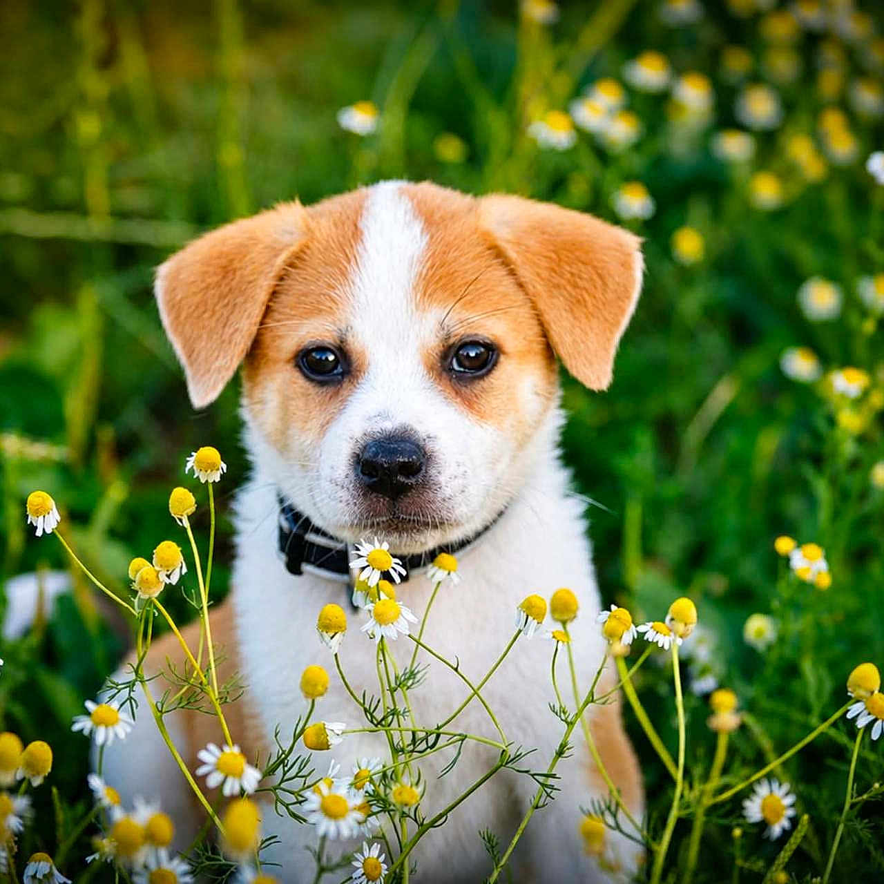Baya participe au concours pour gagner de l'argent avec cette photo : puppy, dog, animal, wildflowers, yellow_flowers, white_flowers, greenery, nature, outdoor, cute, pet, collar, fur, grass, spring, summer, portrait, young, small_dog, field