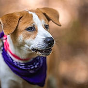 Baya a rejoint le concours — aidez-le/la à gagner de superbes lots ! dog, puppy, canine, pet, portrait, close_up, brown_and_white, floppy_ears, bandana, collar, happy, smiling, outdoors, warm_lighting, shallow_depth_of_field, blurred_background, fur, muzzle, black_nose, animal_photography