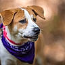 dog, puppy, canine, pet, portrait, close_up, brown_and_white, floppy_ears, bandana, collar, happy, smiling, outdoors, warm_lighting, shallow_depth_of_field, blurred_background, fur, muzzle, black_nose, animal_photography