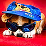 accessory, adorable, animal, blue_cap, brown_and_white, close_up, cozy, cute, dog, fashion, indoor, leisure, pet, playful, portrait, puppy, red_couch, relaxing, small_dog, sunglasses