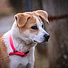 animal, background_blur, brown, canine, closeup, collar, cute, dog, ears, fur, looking, muzzle, nature, outdoor, pet, portrait, profile, snout, white, young