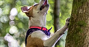 Baya participe au concours pour gagner de l'argent avec cette photo : dog, canine, animal, outdoor, forest, woodland, tree, climbing, collar, harness, brown_and_white, short_hair, open_mouth, looking_up, legs, nature, bokeh, sunlight, action, funny