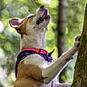 dog, canine, animal, outdoor, forest, woodland, tree, climbing, collar, harness, brown_and_white, short_hair, open_mouth, looking_up, legs, nature, bokeh, sunlight, action, funny