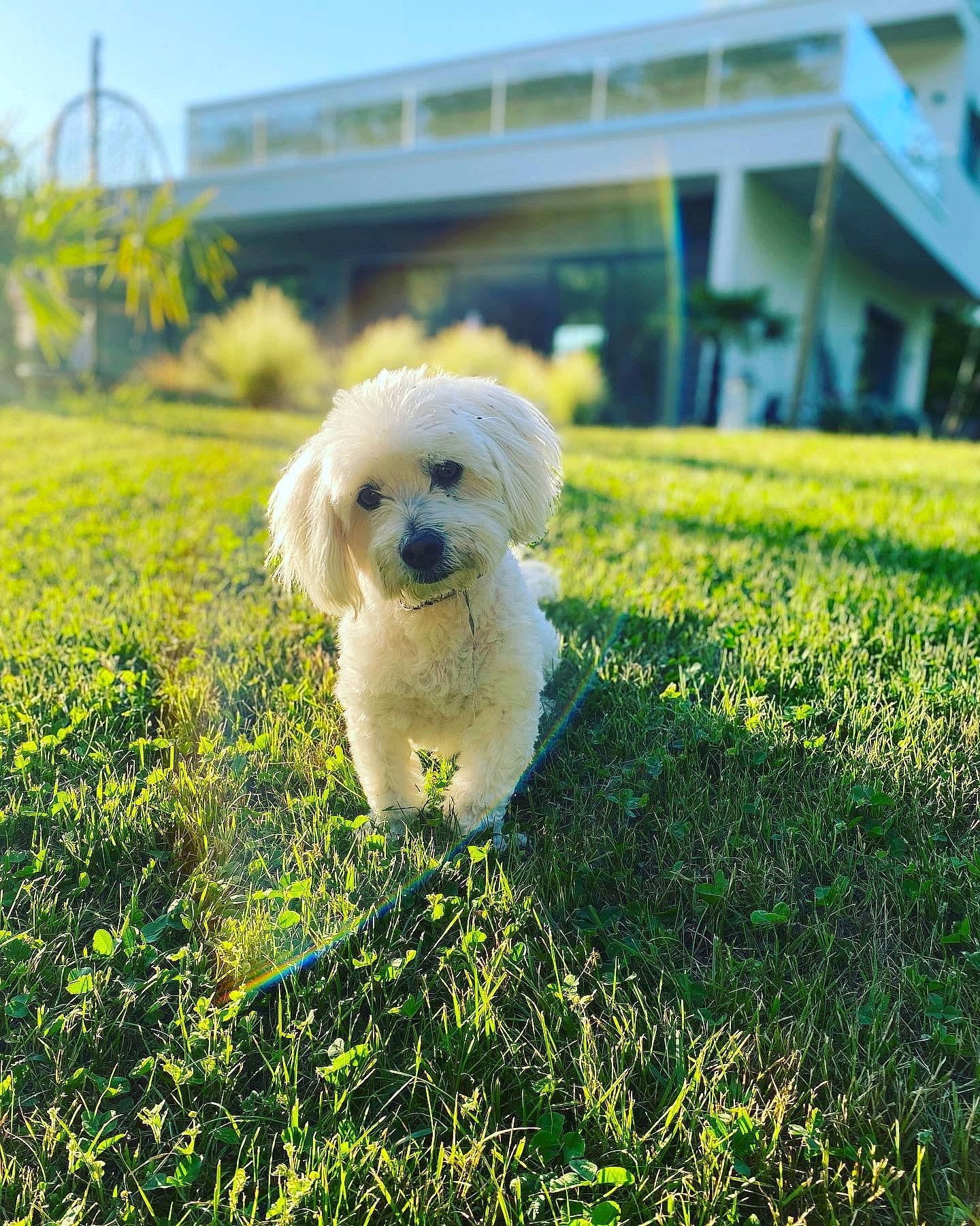 Love participe au concours pour gagner de l'argent avec cette photo : building, carnivore, companion_dog, dog, dog_breed, fawn, grass, grassland, happy, lawn, morning, people_in_nature, plant, sky, sporting_group, sunlight, terrier, toy_dog, tree, working_animal