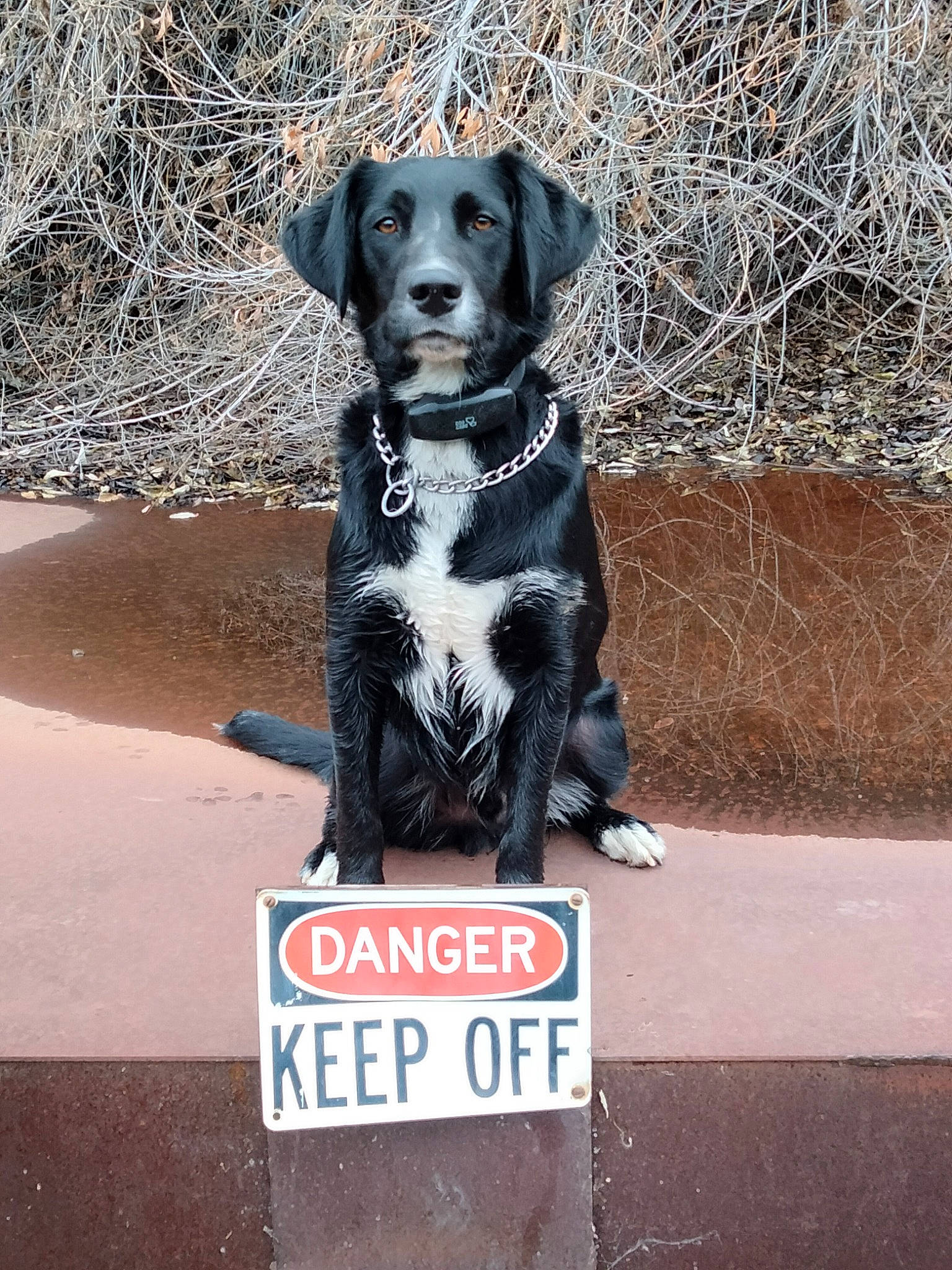 Bug is registered to the contest to win money with this photo: borador, canidae, carnivore, collar, companion_dog, dog, dog_breed, dog_collar, dog_supply, fur, gun_dog, leash, liver, pet_supply, road_surface, sporting_group, tail, terrestrial_animal, whiskers, working_animal