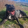 dog, black_dog, outdoor, sunny, grass, rocks, happy, tongue_out, nature, mountains, sky, landscape, pet, animal, canine, collar, daylight, smiling, resting, scenic