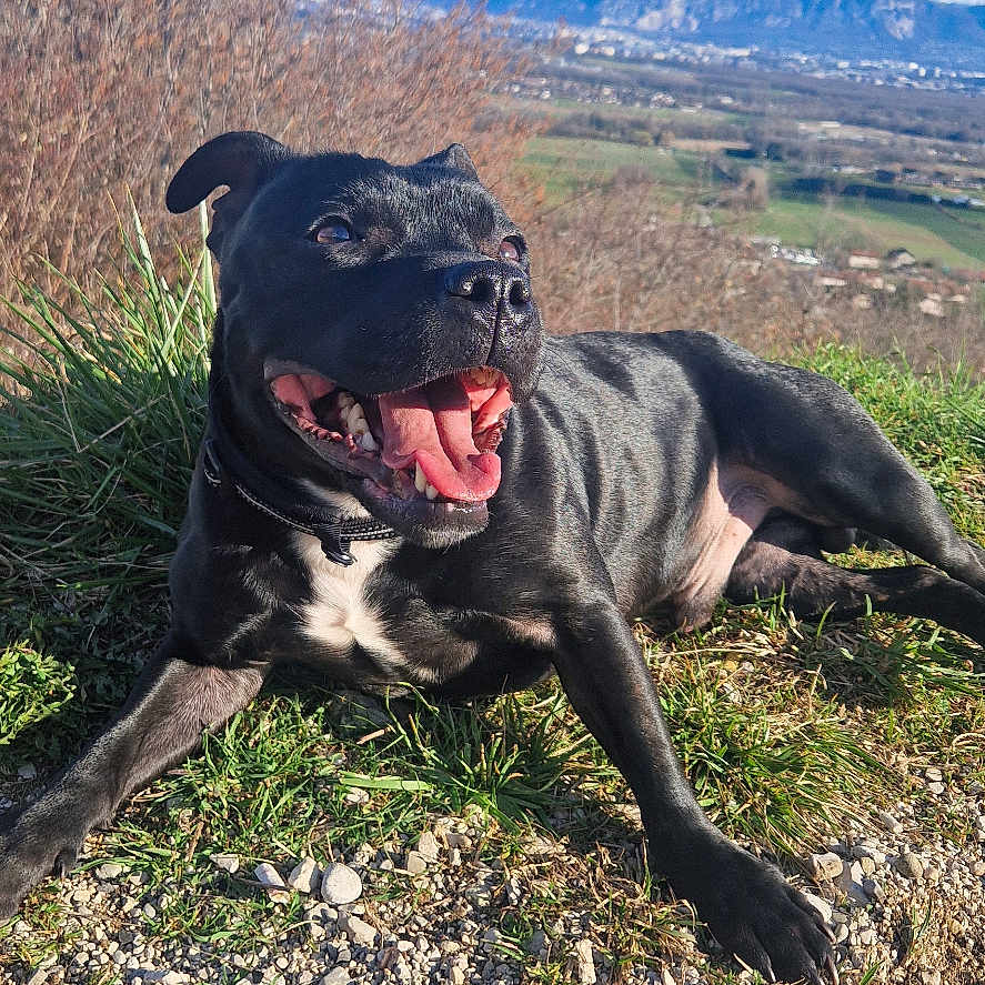 Simba a rejoint le concours — aidez-le/la à gagner de superbes lots ! animal, black_dog, canine, collar, daylight, dog, grass, happy, landscape, mountains, nature, outdoor, pet, resting, rocks, scenic, sky, smiling, sunny, tongue_out