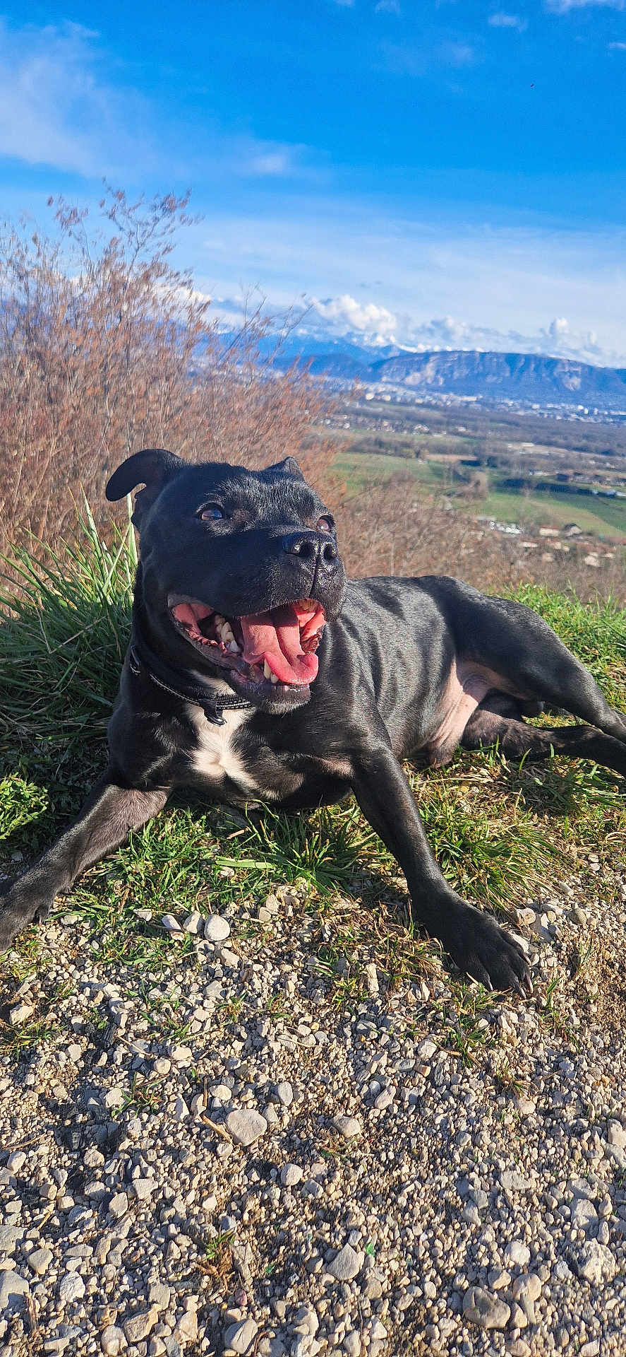 Simba a rejoint le concours — aidez-le/la à gagner de superbes lots ! dog, black_dog, outdoor, sunny, grass, rocks, happy, tongue_out, nature, mountains, sky, landscape, pet, animal, canine, collar, daylight, smiling, resting, scenic