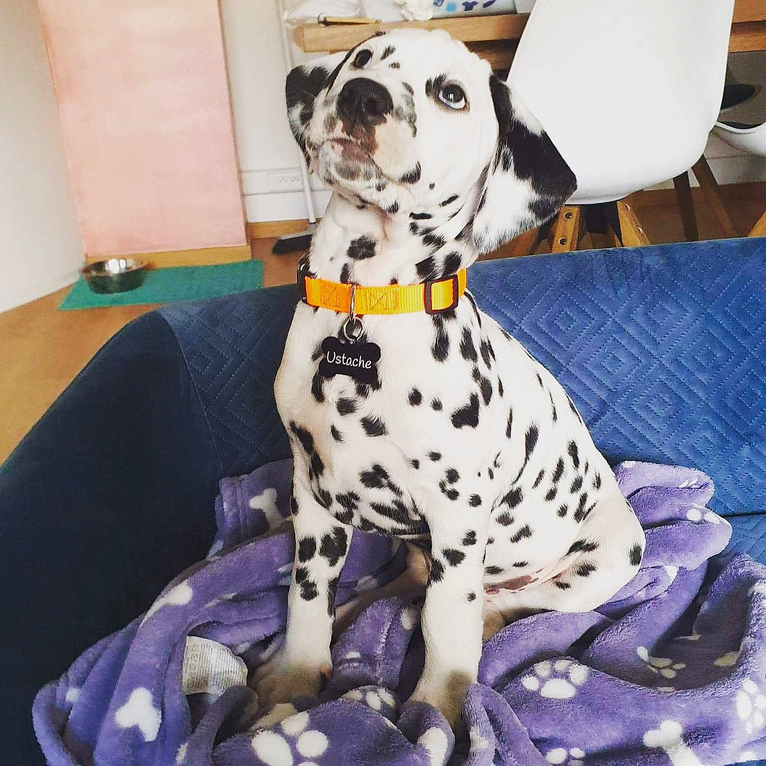 Ustache participe au concours pour gagner de l'argent avec cette photo : canidae, carnivore, chair, collar, companion_dog, dalmatian, dog, dog_breed, dog_collar, dog_supply, fawn, flooring, foot, non_sporting_group, paw, pet_supply, snout, sporting_group, throat, working_animal