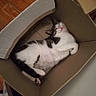 animal, cardboard_box, cat, cozy, cute, domestic_animal, feline, fur, household, indoor, mammal, pet, pink_nose, relaxed, resting, sleeping, tabby, whiskers, white, wooden_floor