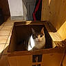 Myosis a rejoint le concours — aidez-le/la à gagner de superbes lots ! amazon_box, brown, cardboard_box, cat, cozy, curious, domestic_animal, ears, feline, home, indoor, light, looking_up, pet, shadow, sitting, tile_floor, whiskers, white, wooden_wall