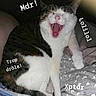 Myosis a rejoint le concours — aidez-le/la à gagner de superbes lots ! animal, blanket, cat, closeup, cozy, cute, domestic, feline, funny, fur, indoor, laughing, paw, pet, resting, sleepy, striped, text_overlay, white, yawning