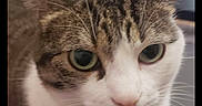 Myosis a rejoint le concours — aidez-le/la à gagner de superbes lots ! animal, another_cat, blurred_background, bookshelf, cat, close_up, cozy, curious, ears, eyes, feline, fur, home, indoor, nose, pet, portrait, tabby, whiskers, white